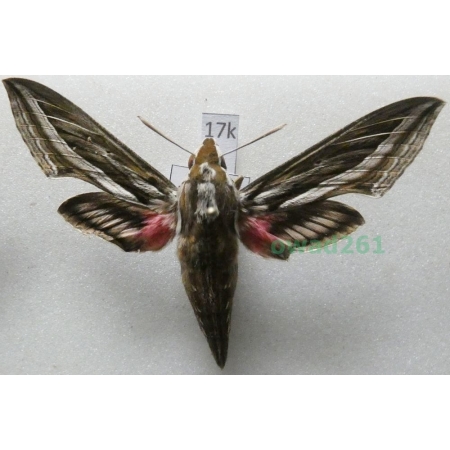 Hippotion celerio (Linnaeus, 1758) Croatia17k